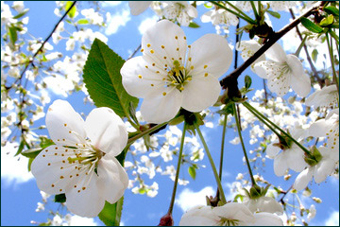 Kirschblüten