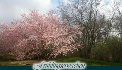 Frühlingserwachen im ElbRivera Hotel Magdeburg